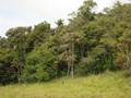 Caracterização Vegetação - 001