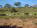 Projetos Recuperação Ambiental - 006